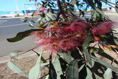 Eucalyptus leucoxylon